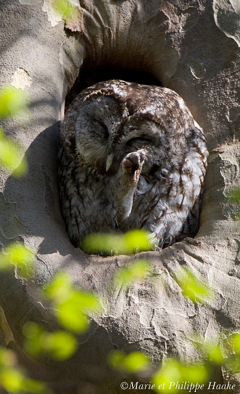 Chouette hulotte 4808_wm.jpg - Chouette hulotte, Tawny Owl, Strix aluco (Genève, Suisse, avril 2011)